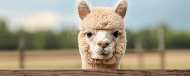 Dirk Klostermann, Alpaca Village